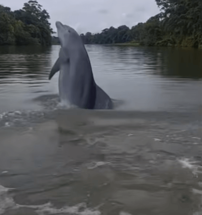 Delfines en Canales de Tortuguero Costa Rica