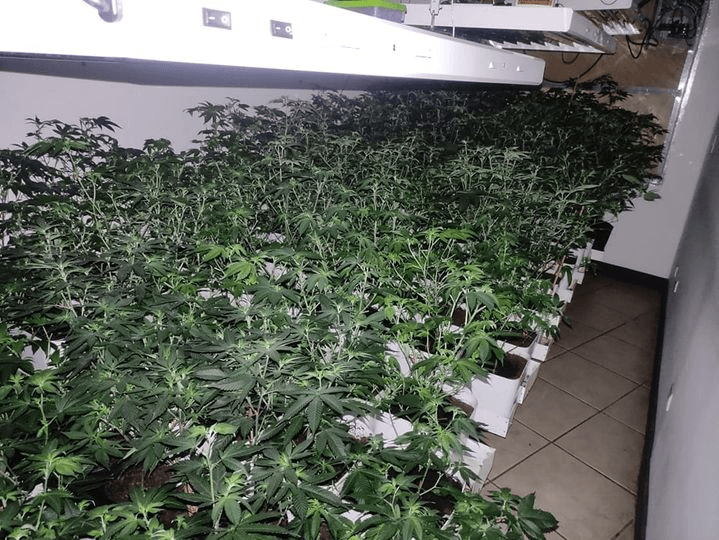 Descubren laboratorio de marihuana en Belén
