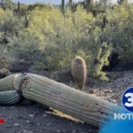 Cactus en Riesgo Jardín Botánico de Phoenix