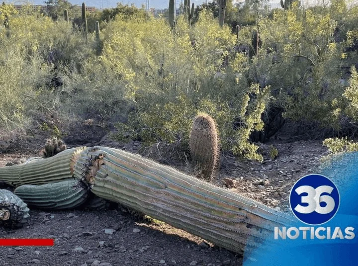 Cactus en Riesgo Jardín Botánico de Phoenix