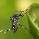 Alerta Sanitaria Aumento de Casos de Dengue en Costa Rica
