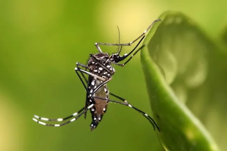 Alerta Sanitaria Aumento de Casos de Dengue en Costa Rica