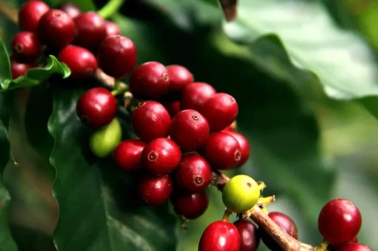 Costa Rica Regula a Recolectores de Café Migrantes